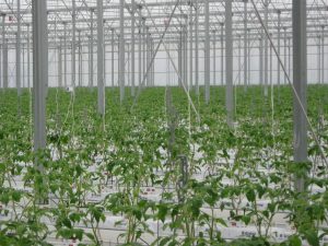 Impianti di irrigazione giardino Verona